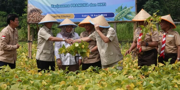 Perkuat Dukungan Swasembada Pangan, Kwarnas Pramuka Panen Kedelai Perdana di Buperta Cibubur