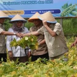 Perkuat Dukungan Swasembada Pangan, Kwarnas Pramuka Panen Kedelai Perdana di Buperta Cibubur
